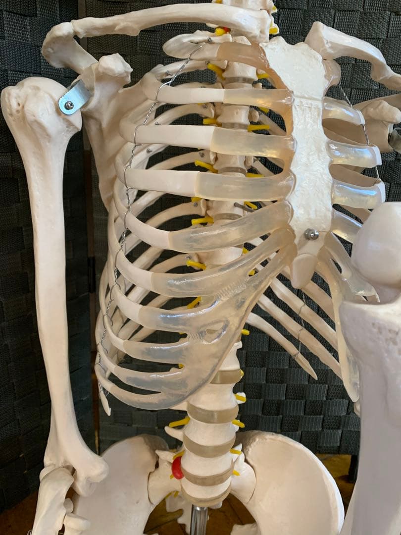 人体模型 約160cm