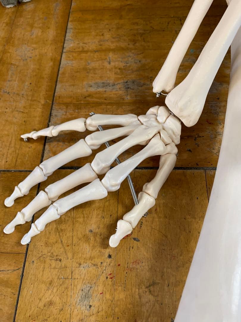 人体模型 約160cm