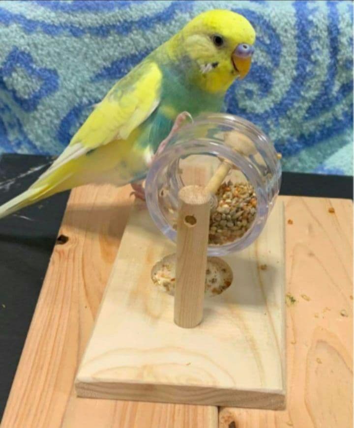 D20　⭐　ミラーボードとフォージングトイセット(大)⭐　インコ　バードトイ