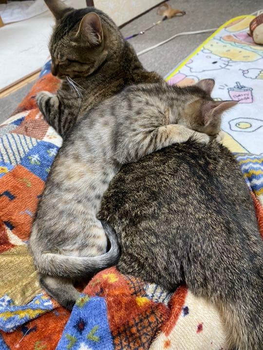 我が家のにゃんこ(*^^*)