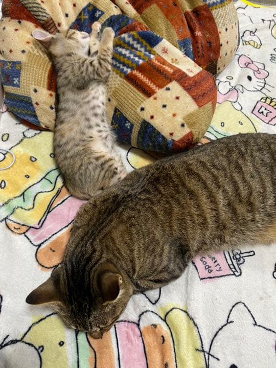 我が家のにゃんこ(*^^*)