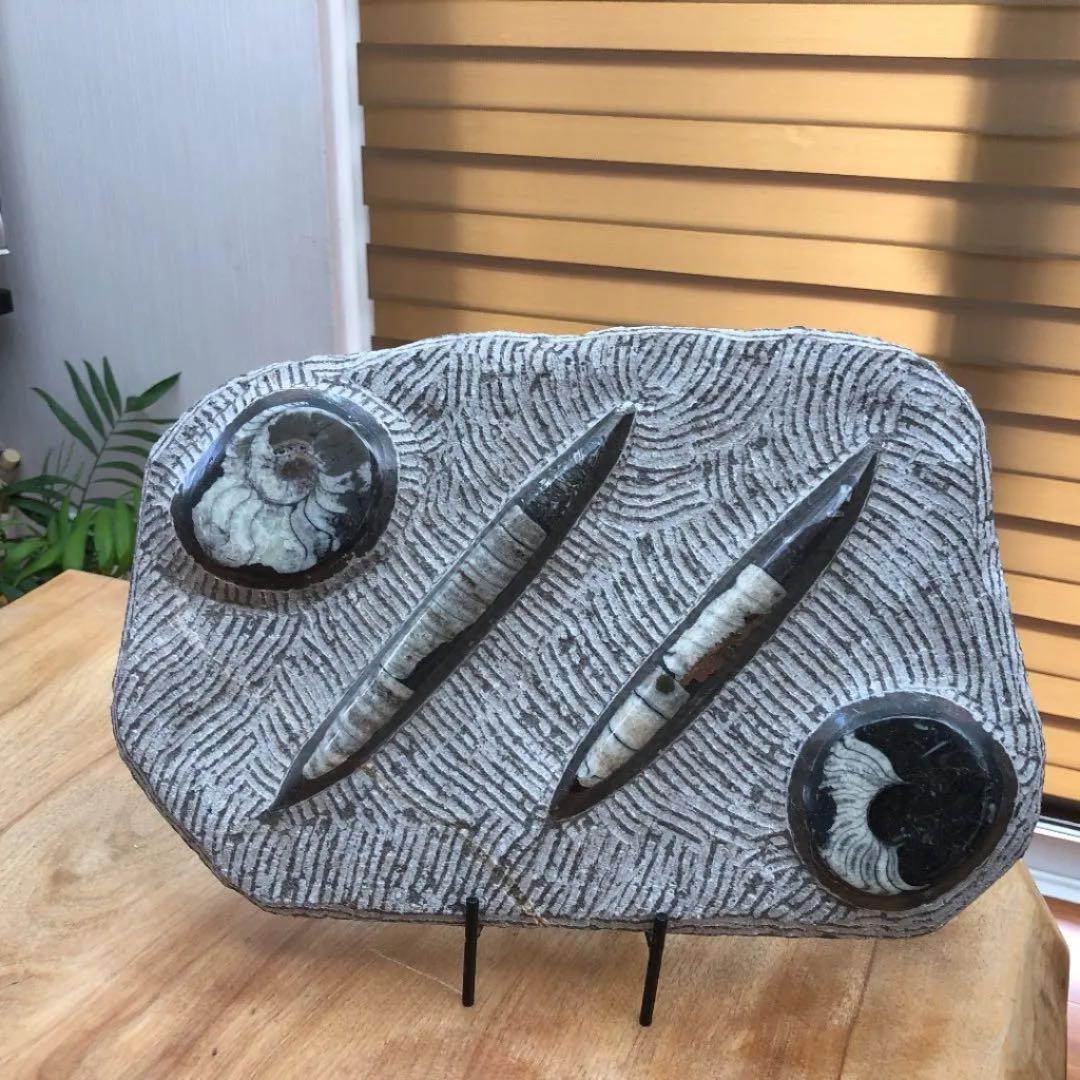 ゴニアタイトアンモナイト