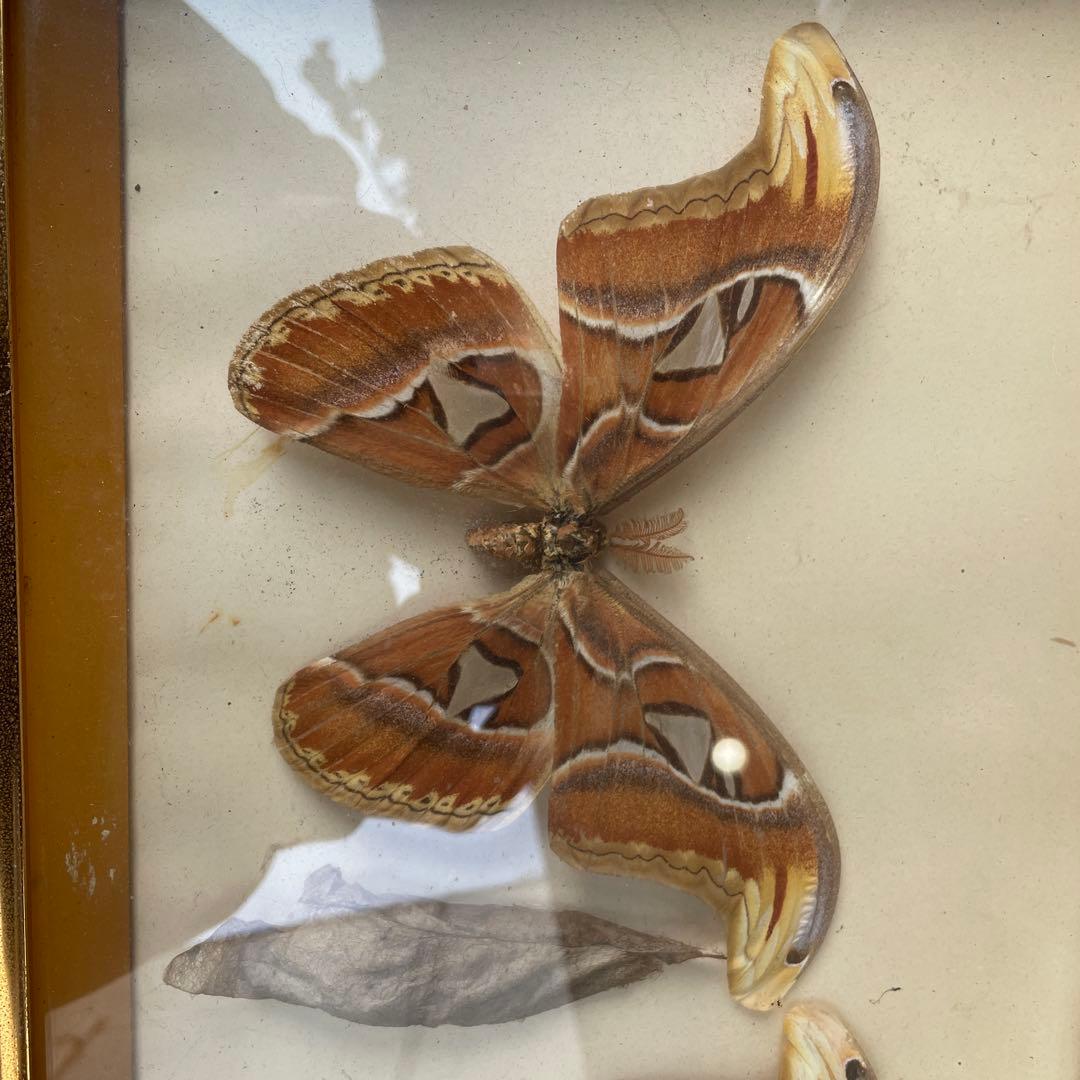 世界最大の蛾　ヨナクニサン