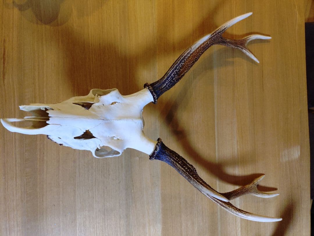 日本鹿の頭　狩猟トロフィー　縦 約73cm×横約43cm