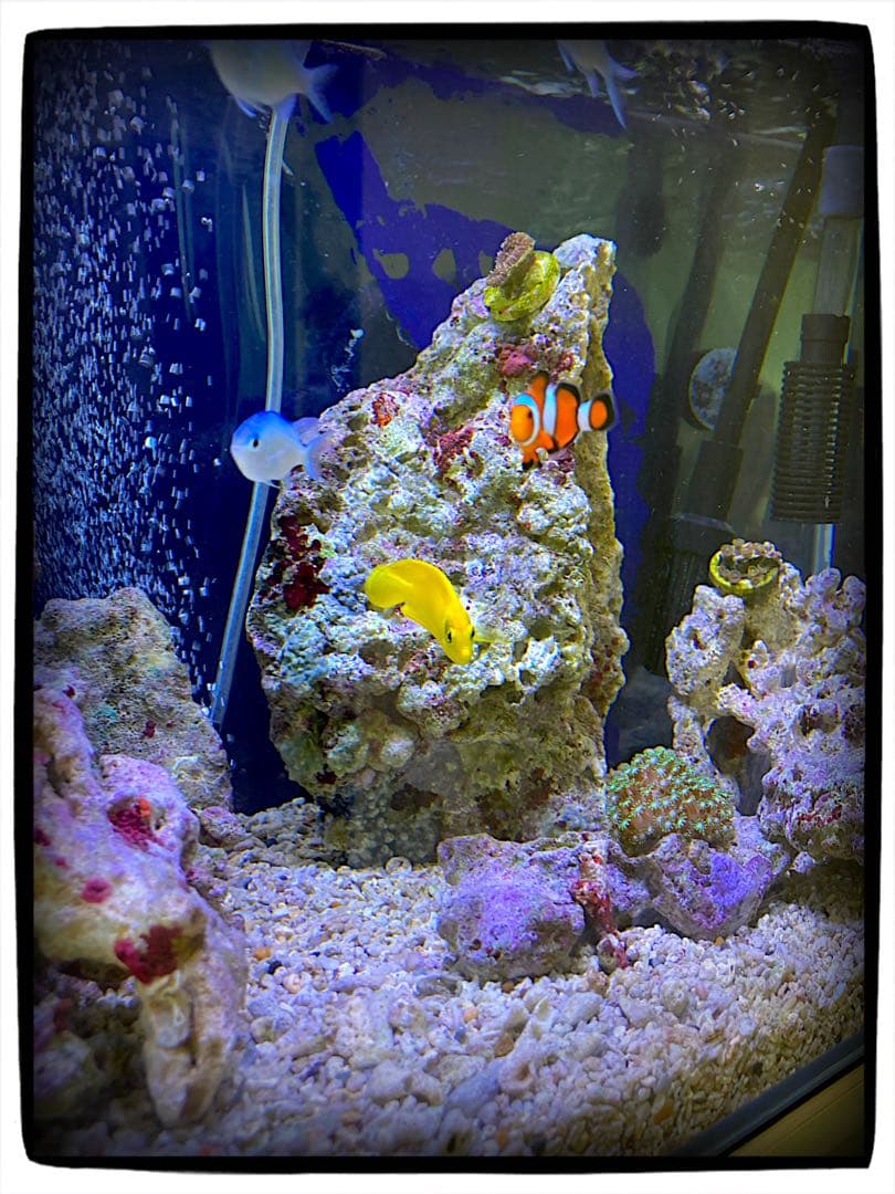 【値下げ】ガラス水槽 SET