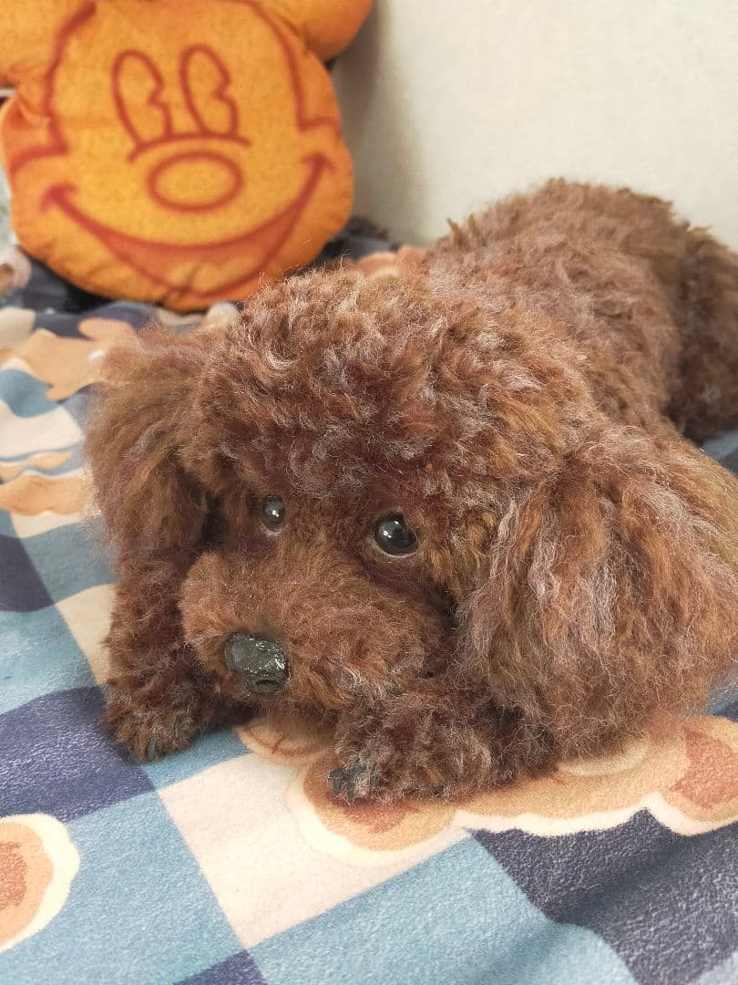 ぶんくりオーダーページ♡