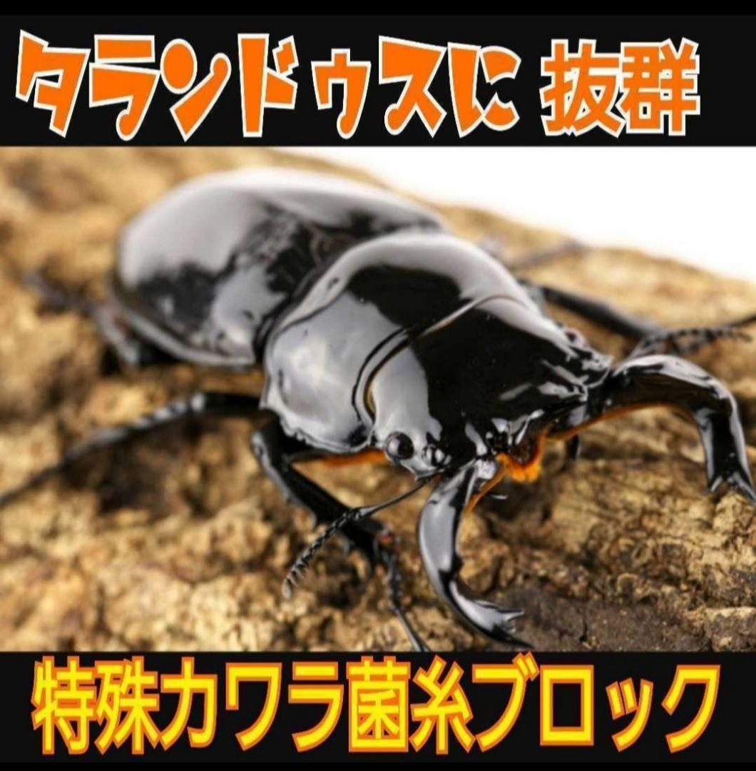 カワラタケ菌糸瓶1100ml 【８本】トレハロース強化配合！クワガタ全般に使える