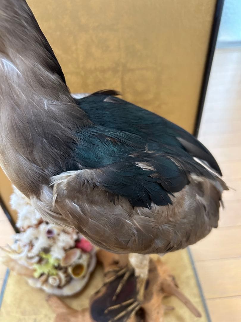 ゴイサギの剥製 ガラスケース入り