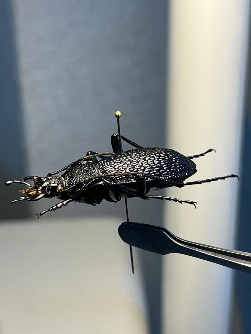 【36mm】ボンヴロワキンオサムシ トルコ産 標本 イボハダオサムシ 青緑