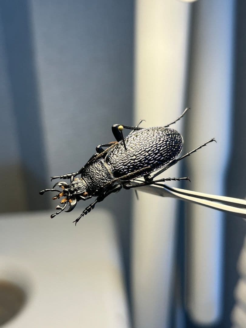 【36mm】ボンヴロワキンオサムシ トルコ産 標本 イボハダオサムシ 青緑