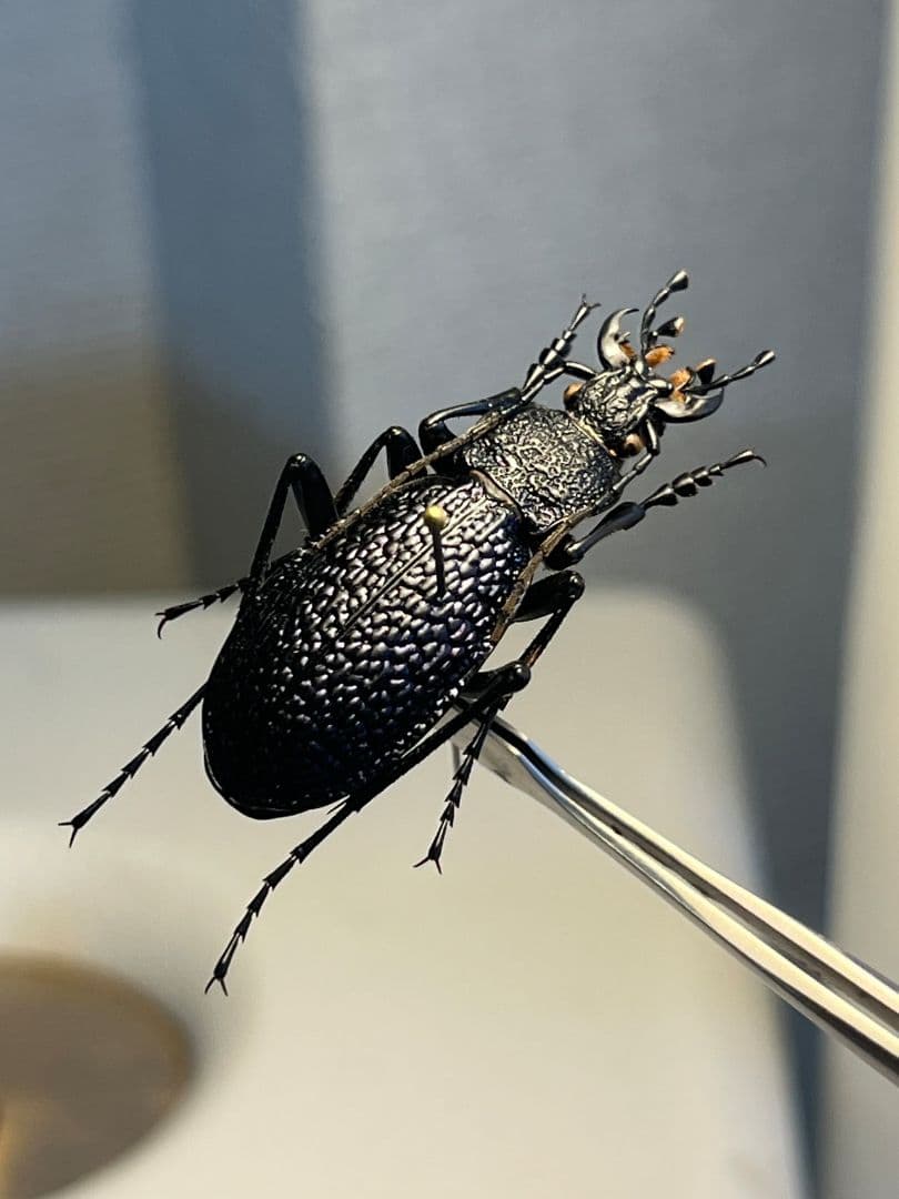 【36mm】ボンヴロワキンオサムシ トルコ産 標本 イボハダオサムシ 青緑