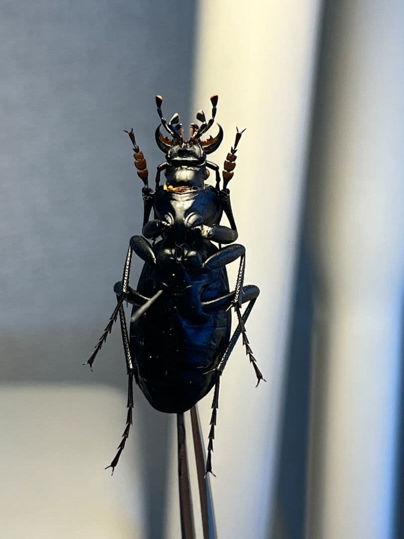 【36mm】ボンヴロワキンオサムシ トルコ産 標本 イボハダオサムシ 青緑