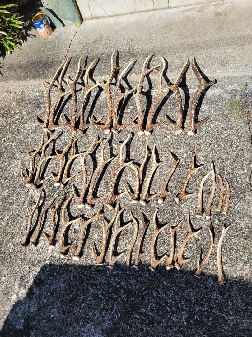 兵庫県★北部産★鹿の 天然角29本★まとめ売り★