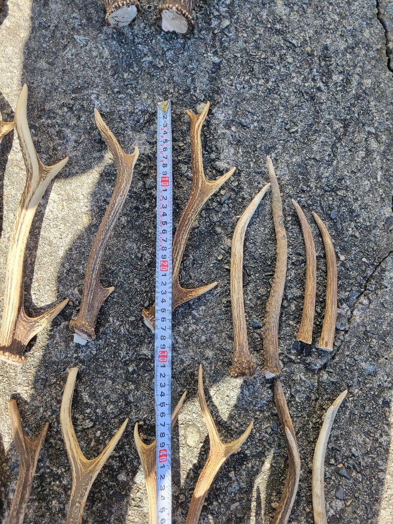 兵庫県★北部産★鹿の 天然角29本★まとめ売り★
