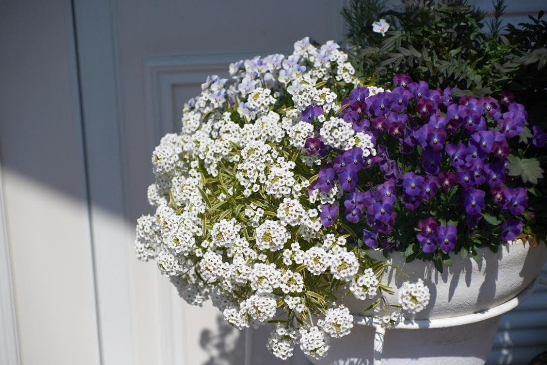 SMC PENTAX-M F1.4 /50mm KマウントL83