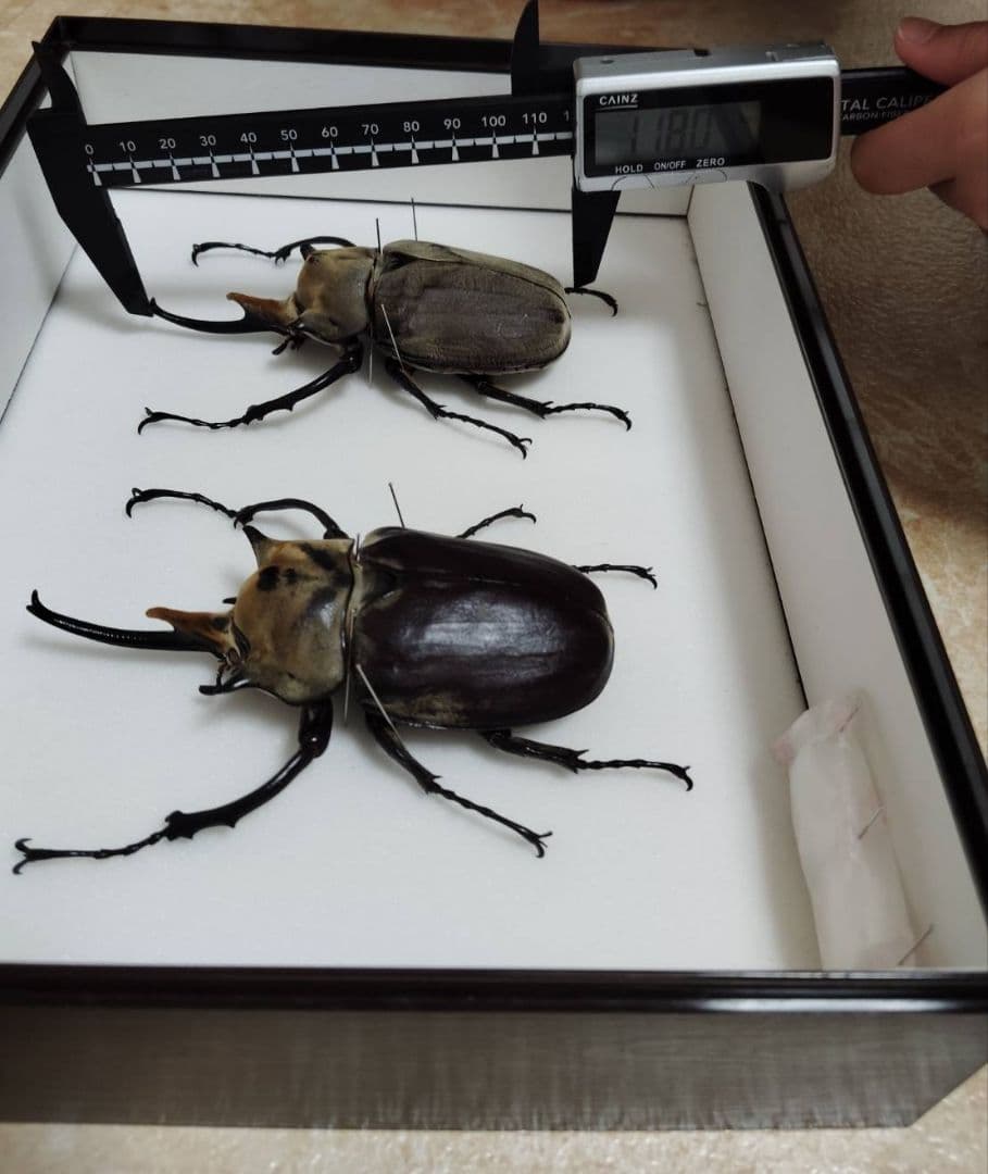 【エレファスゾウカブト】エレファス標本 昆虫　オス２匹セット