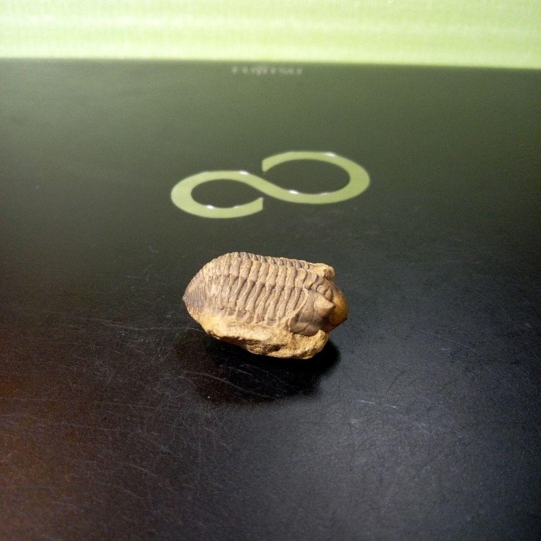 三葉虫　化石　fossil　ボリビア産　トライロバイト　Fossil番号⑨