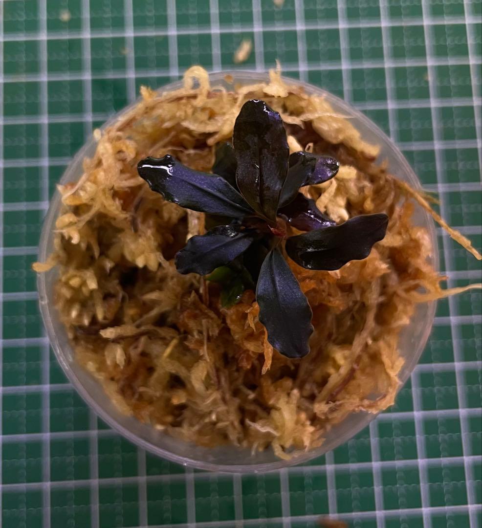 Bucephalandra sp.Ghost kalimantan①