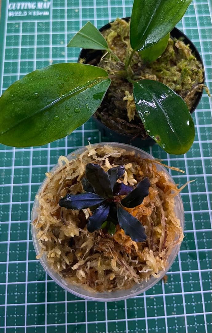 Bucephalandra sp.Ghost kalimantan①