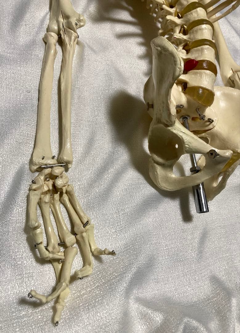 人体骨格模型 等身大