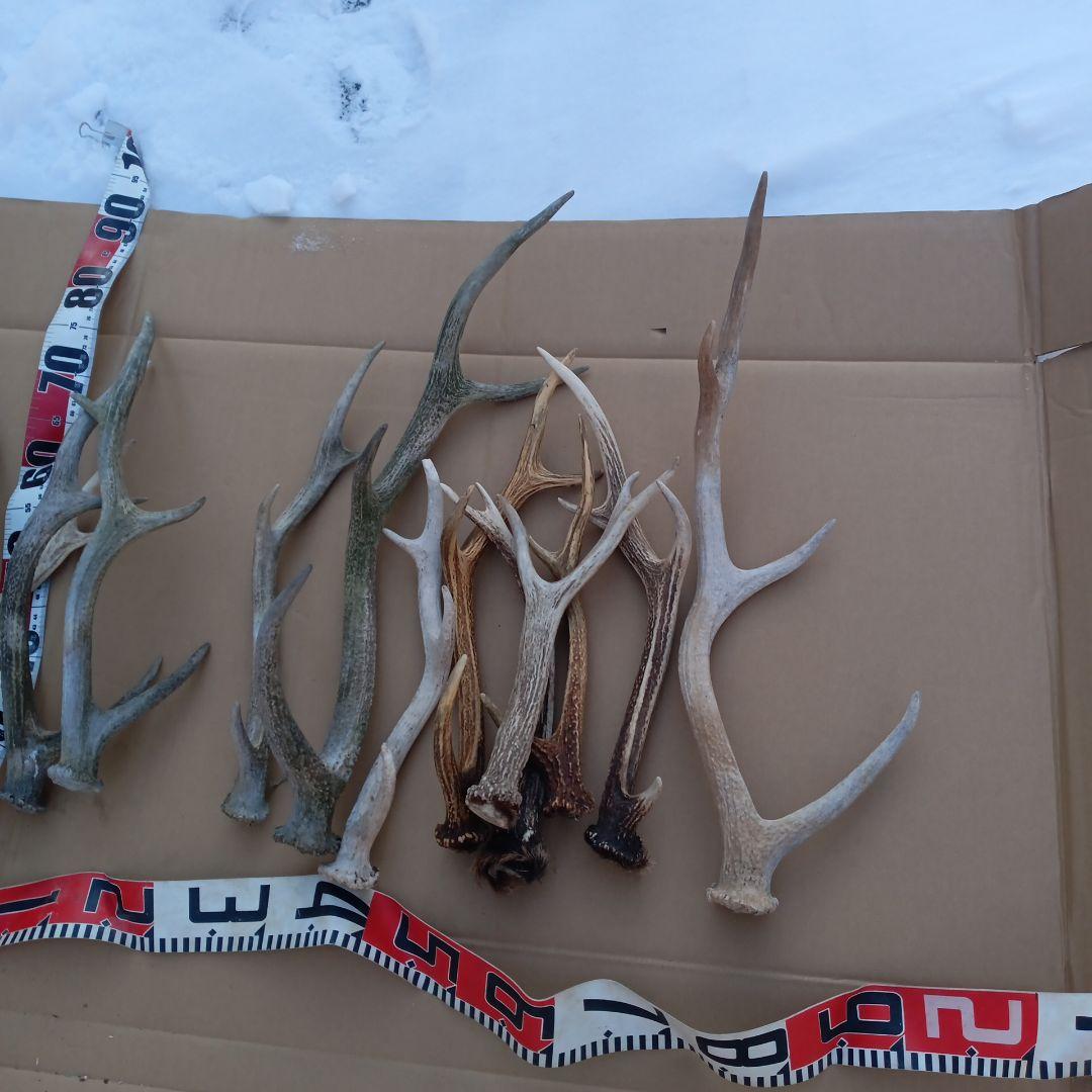 蝦夷鹿の角、犬用おもちゃ 工芸品などに ２番