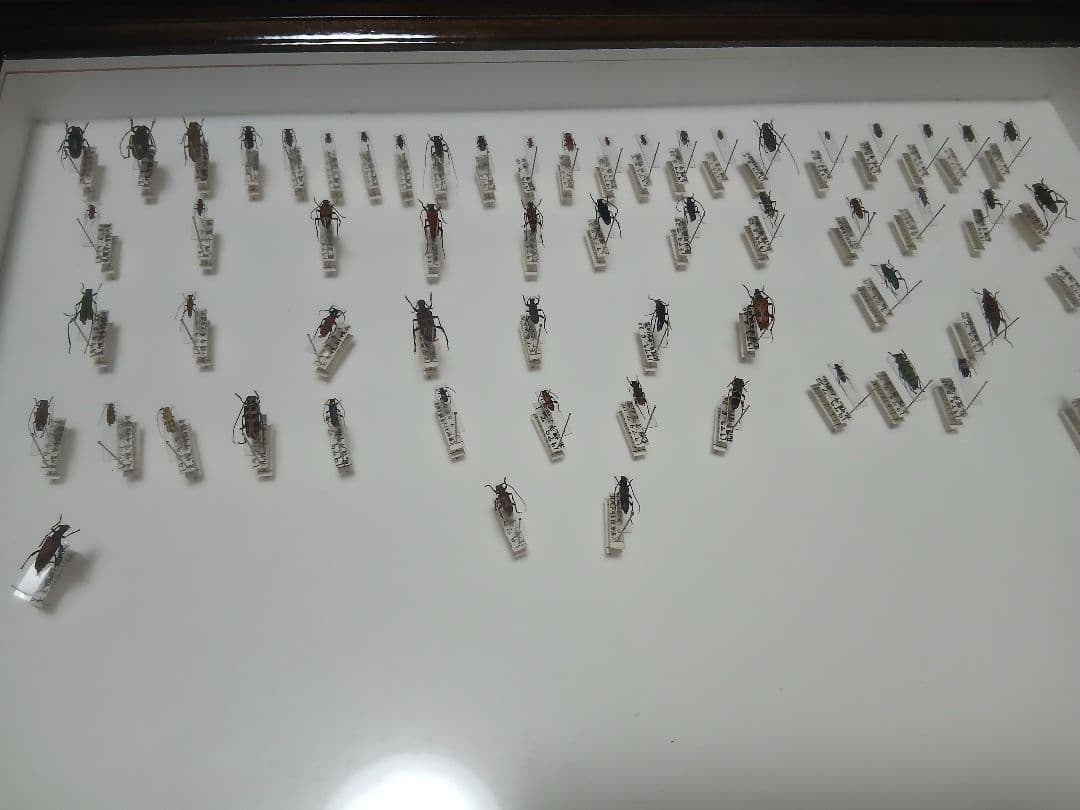 昆虫標本セット ダークブラウンフレーム