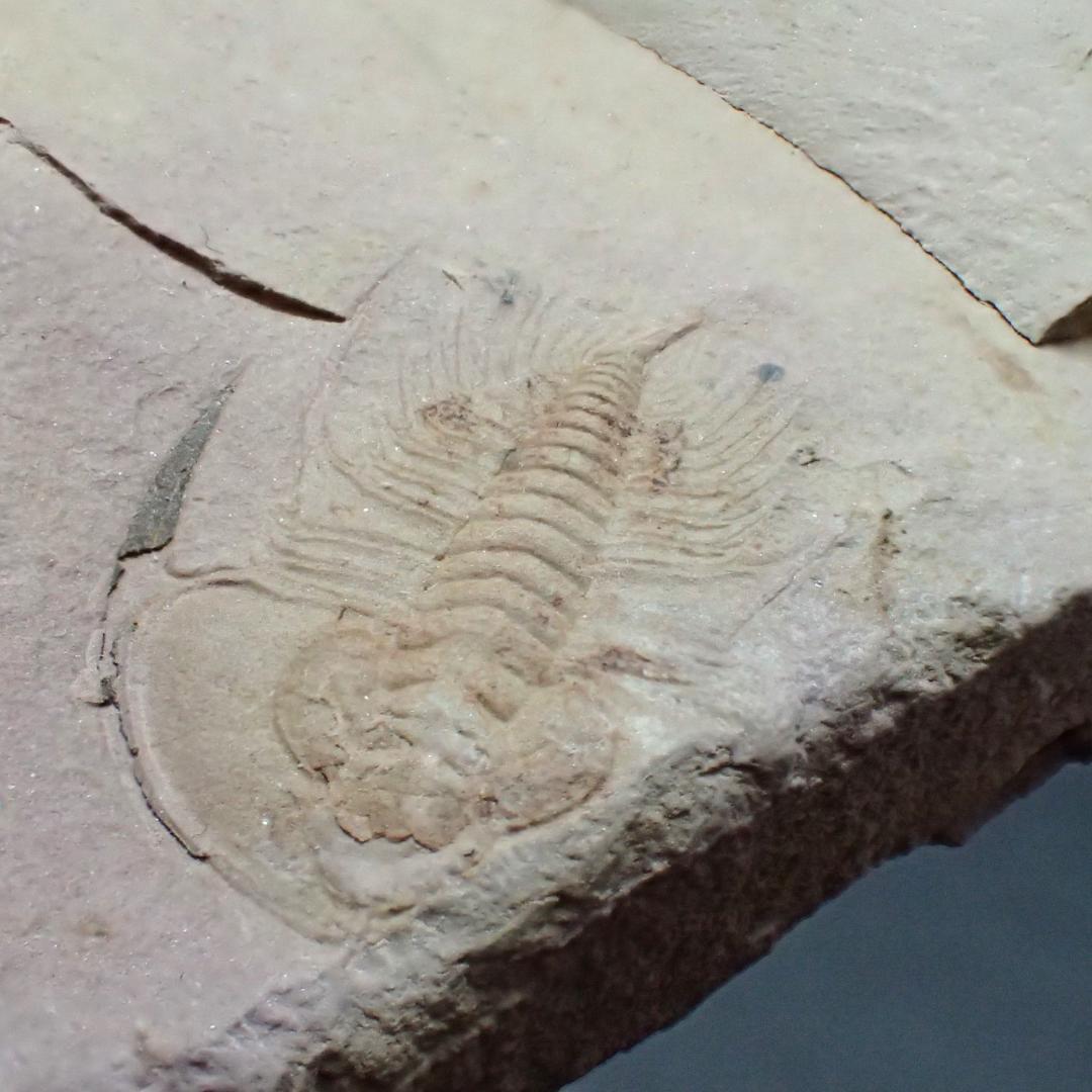 三葉虫の化石 美麗 オレネルス USA産 本物保証