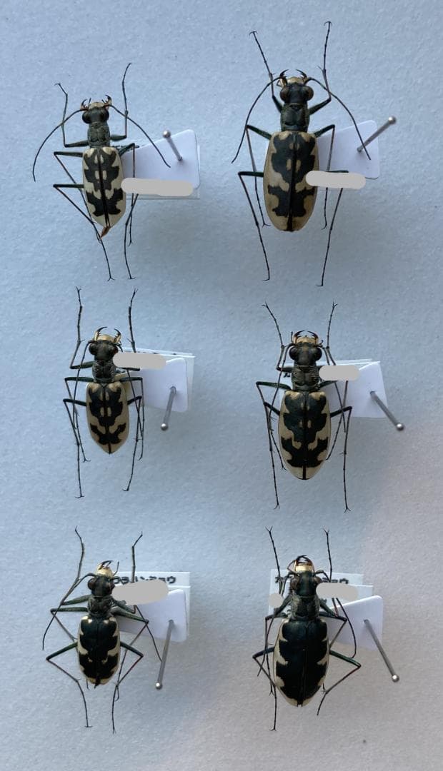 ベルサンタ　標本詰め合わせ