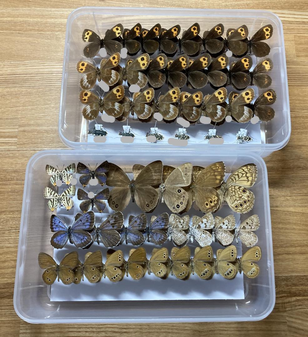 ベルサンタ　標本詰め合わせ