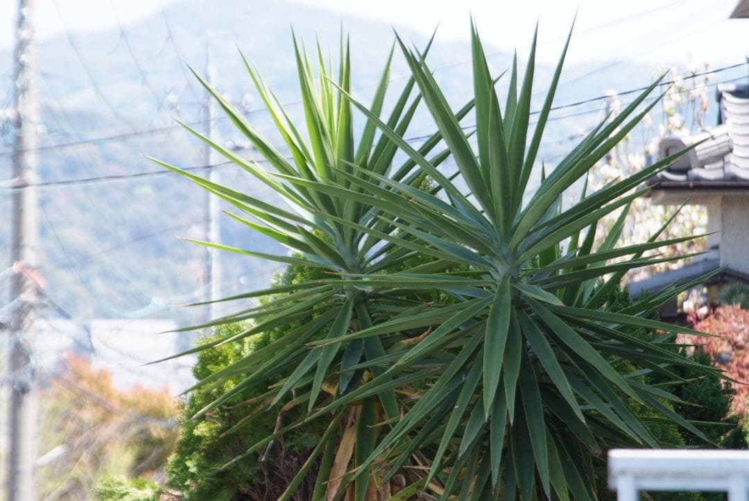 「実用極美品」ニコン用 Tamron 28-300mm AF XR LD IF