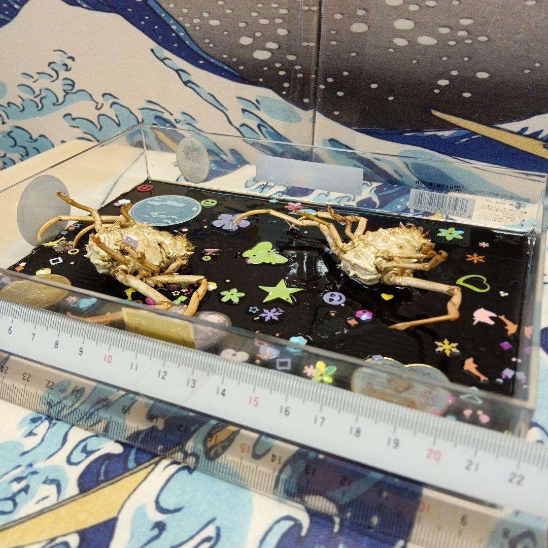 平家武者怨霊稀少レア瀬戸内海源平合戦古戦場人面蟹個体リアル立体鬼面蟹コレクション