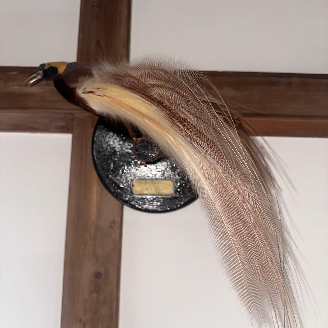 パリ鳥オブジェ　台座付アンティークビンテージ bird of paradise