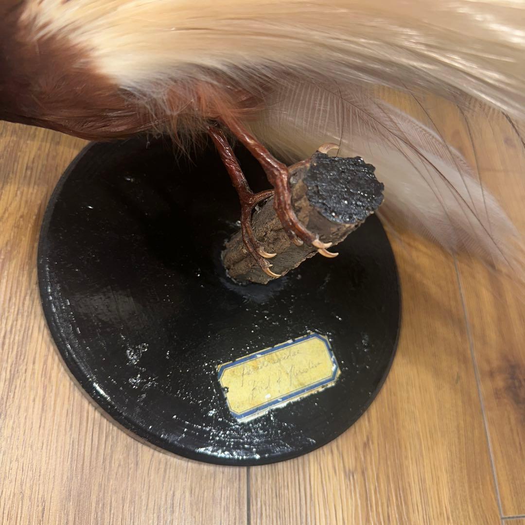 パリ鳥オブジェ　台座付アンティークビンテージ bird of paradise