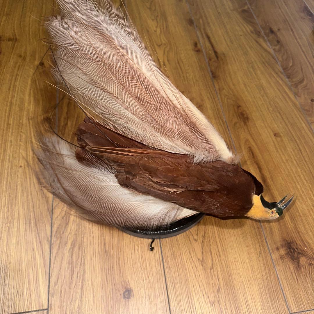 パリ鳥オブジェ　台座付アンティークビンテージ bird of paradise