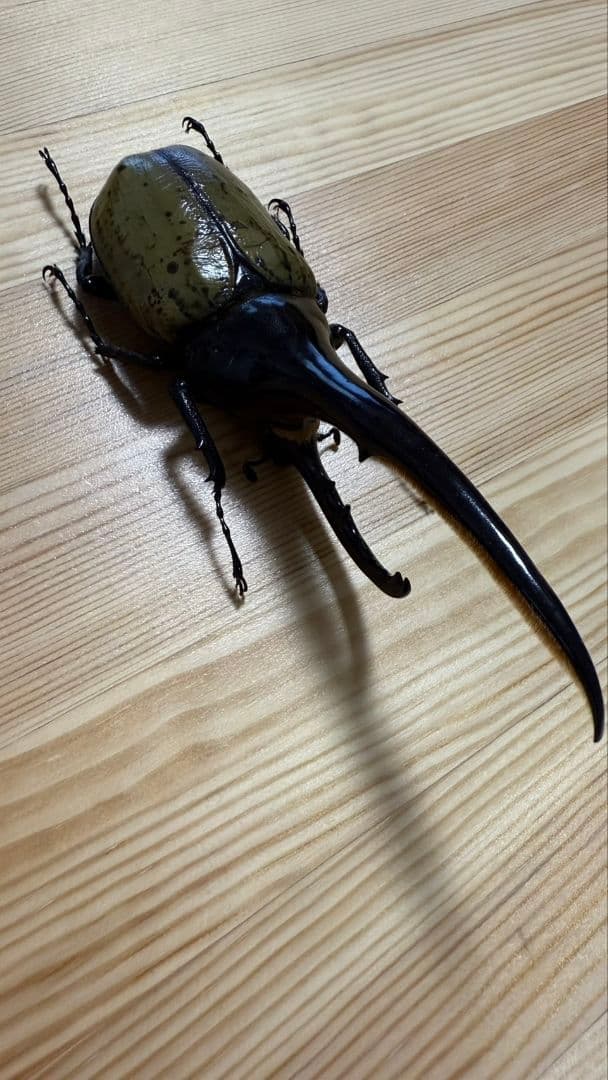 最終値下げ　ヘラクレスオオカブト　161mmペア