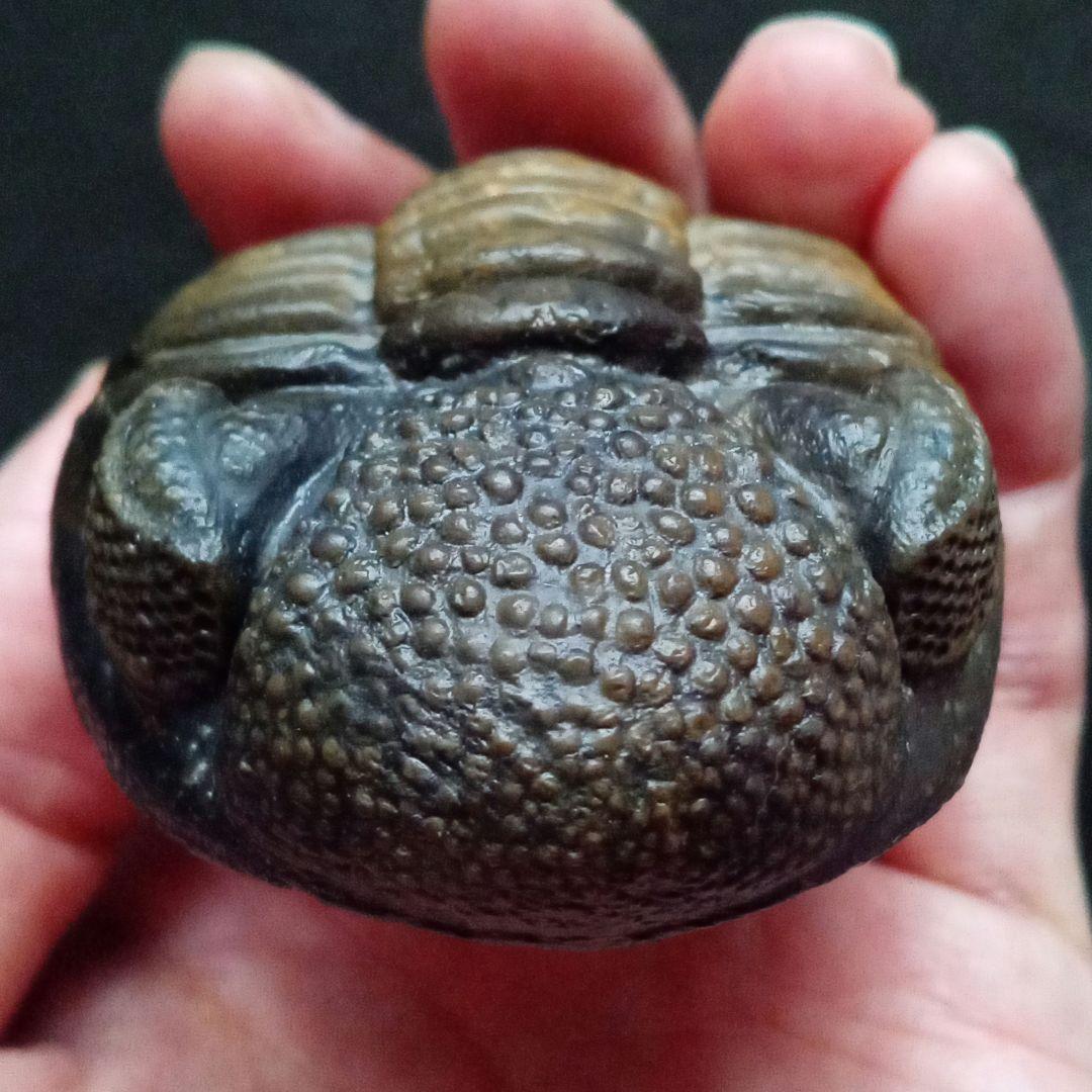 ジャイアントファコプス　超大型種　極美麗　ハイポストーマ有り　極めて希少　特級