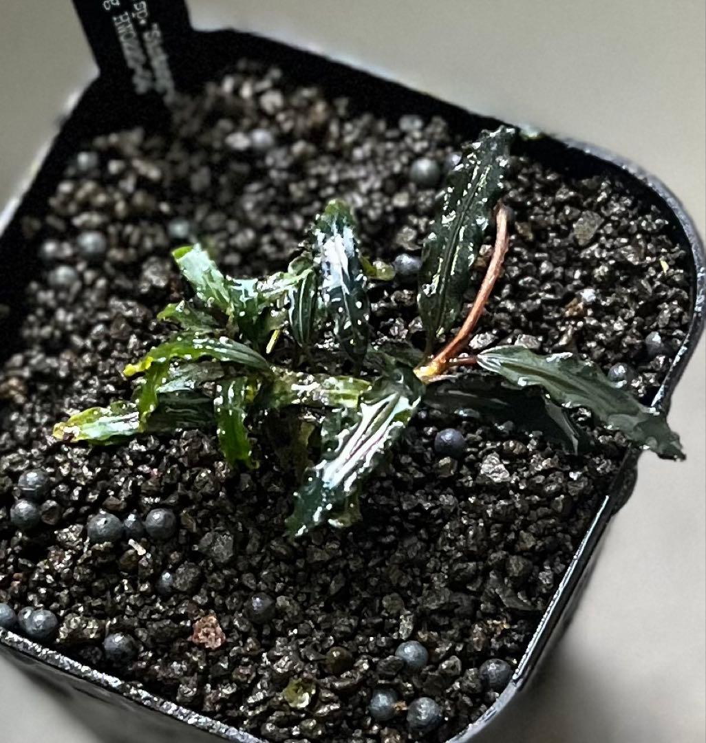 Bucephalandra sp. \"Sintang-2\" 黒葉　正規タグ付き