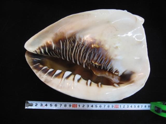 カメオ細工　クチグロトウカムリ　イタリア