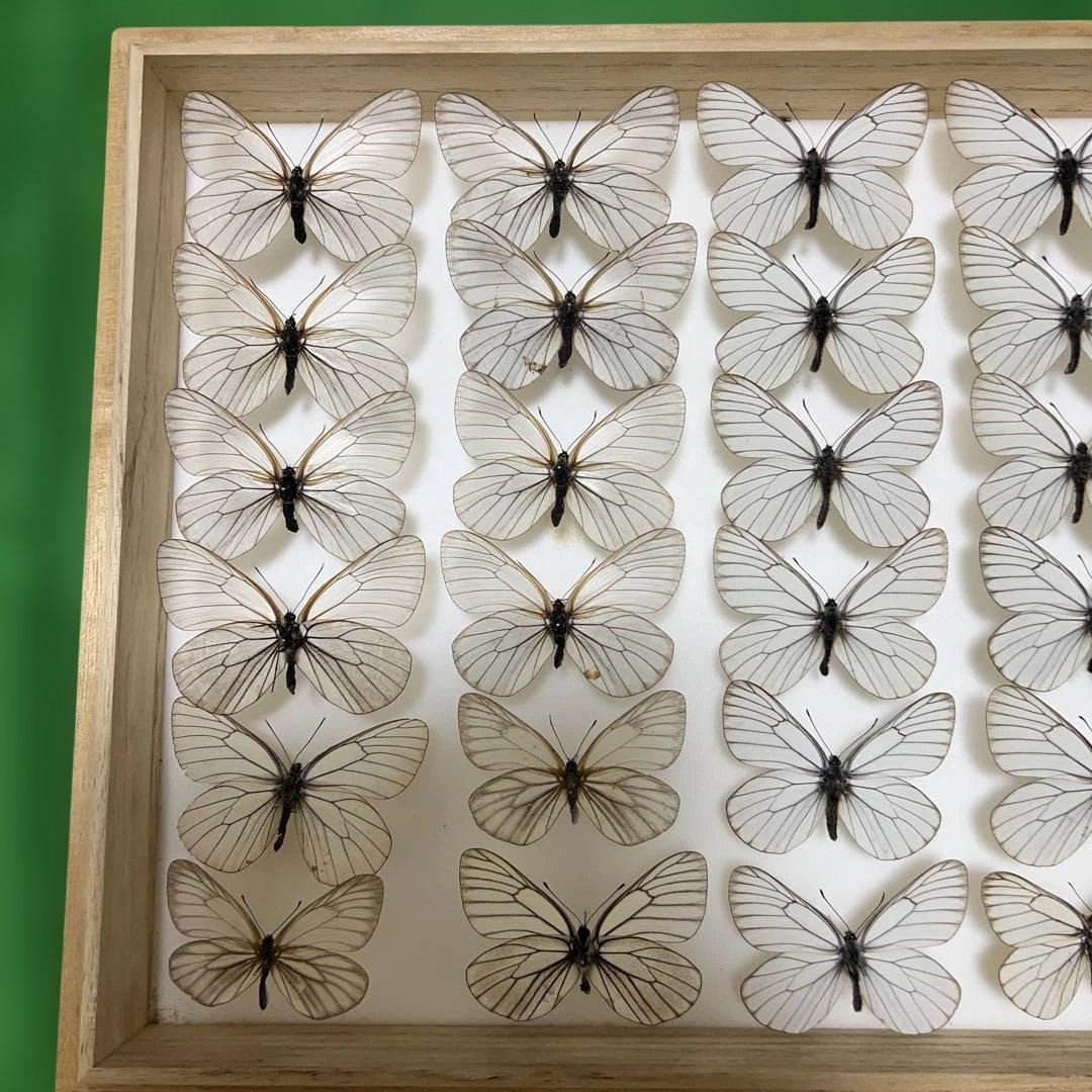 希少蝶標本現状品のみドイツガラスケースサイズ40x30x6cm 現状品のみ