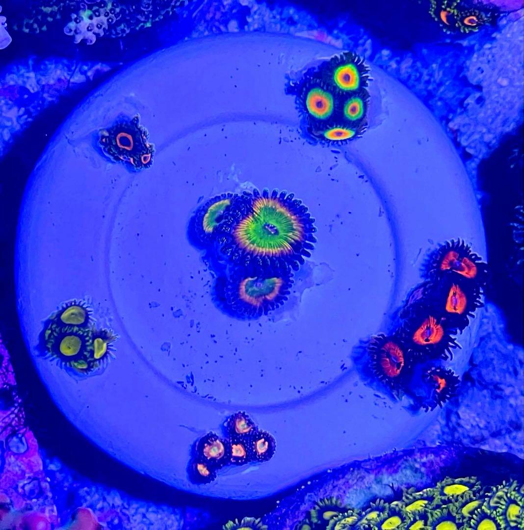 マメスナ　6種類セット