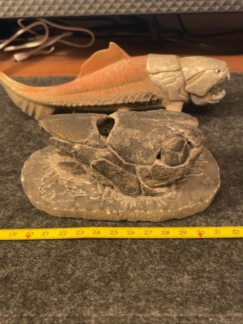 エンセオステウス　placoderm fish　化石 おまけ付き