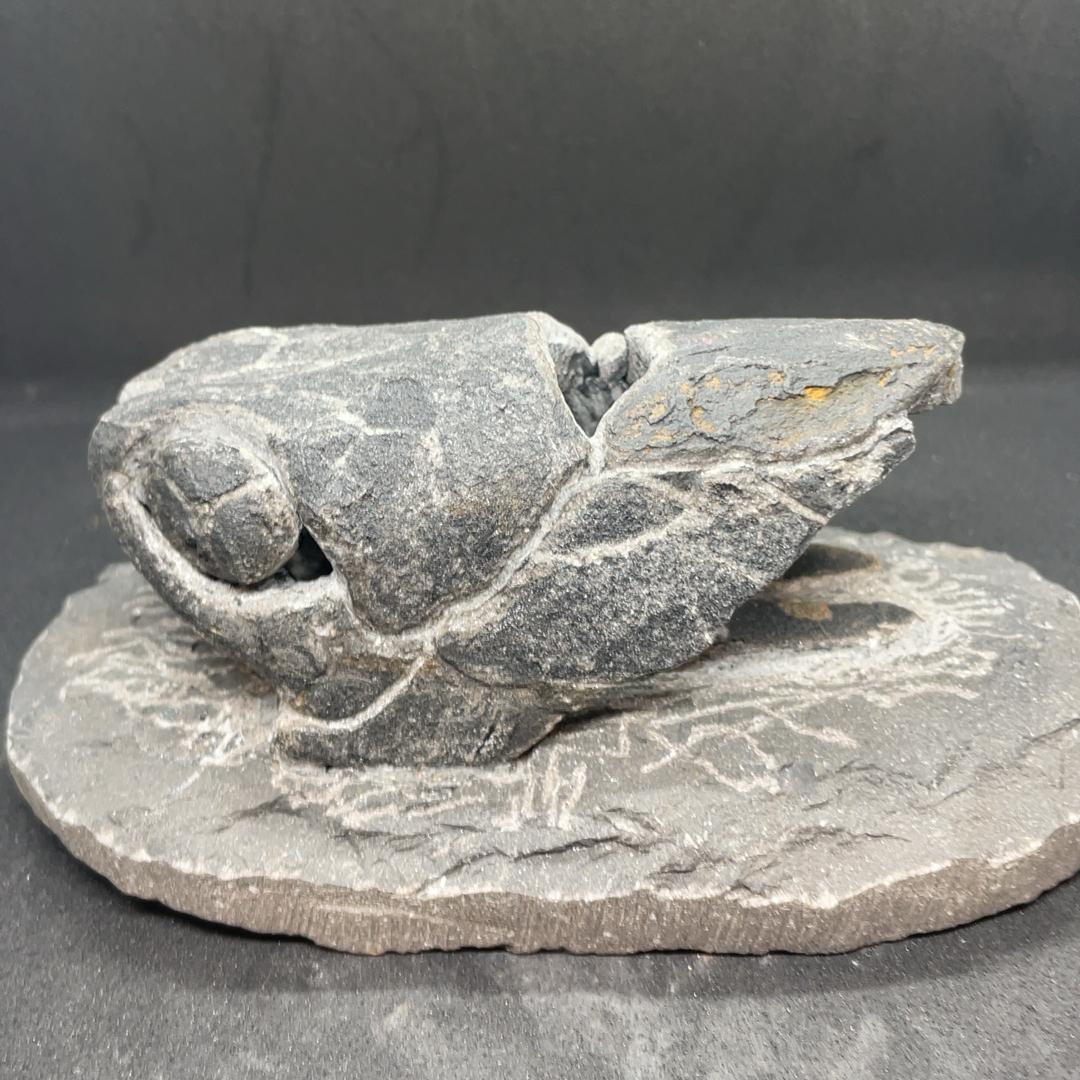 エンセオステウス　placoderm fish　化石 おまけ付き