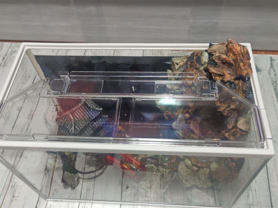 滝が流れる水槽レイアウト 日本庭園風 橋付き