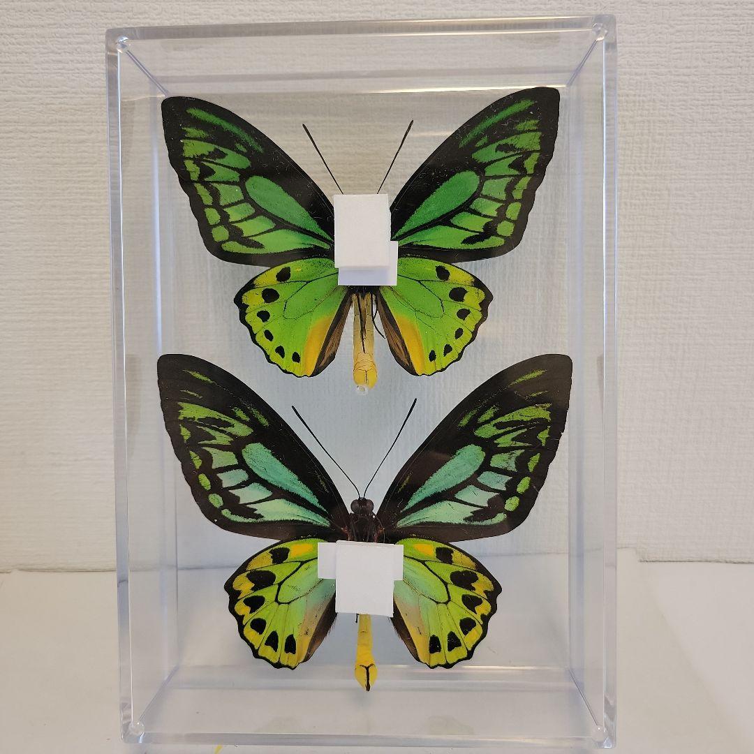 蝶の標本　トリバネアゲハの世界(1AA1)