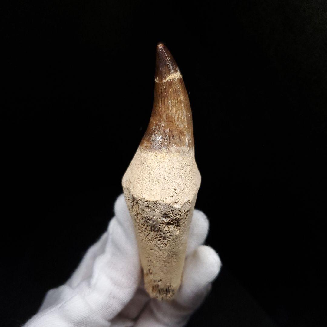 歯根付き モササウルス 化石 歯 本物 モロッコ産 95.52mm mos136