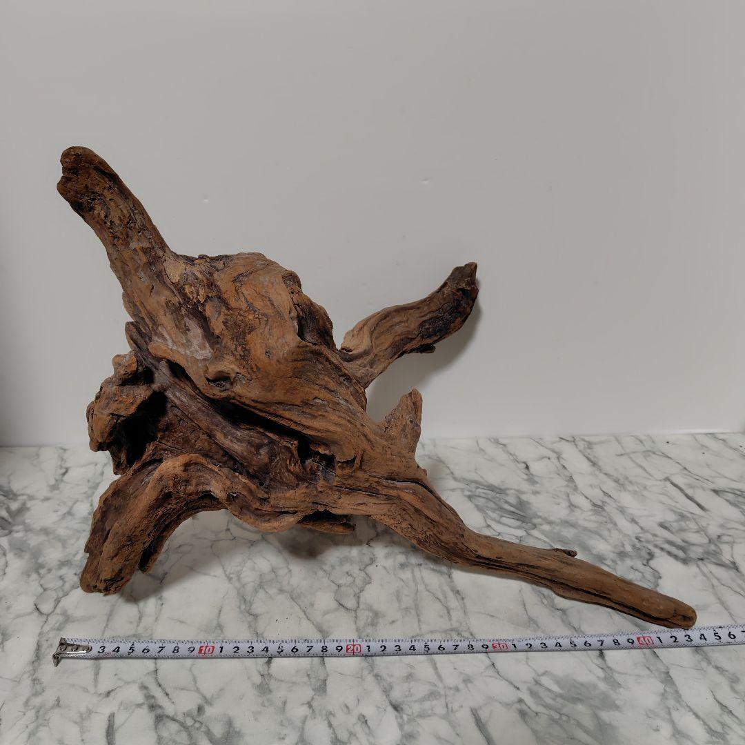 アク抜き済み流木【785】セール