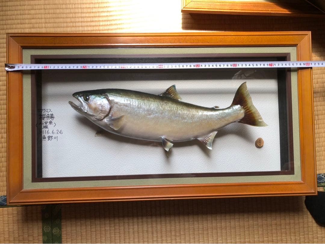 サクラマス 標本　剥製　フレーム入り
