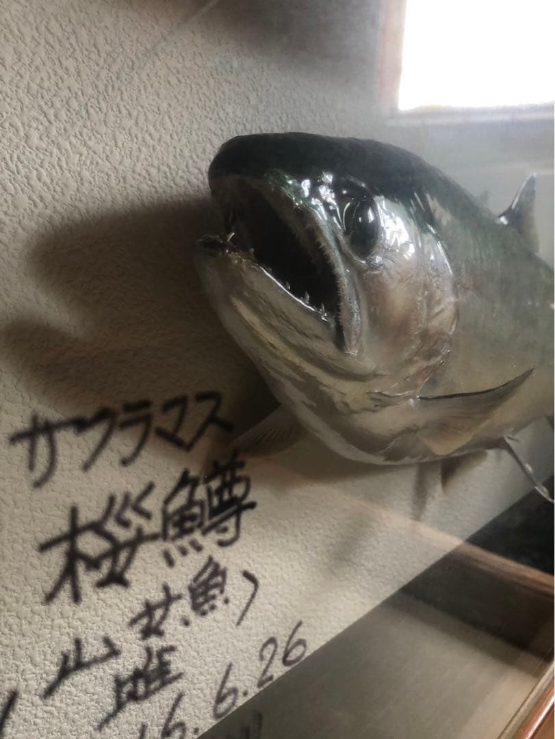 サクラマス 標本　剥製　フレーム入り