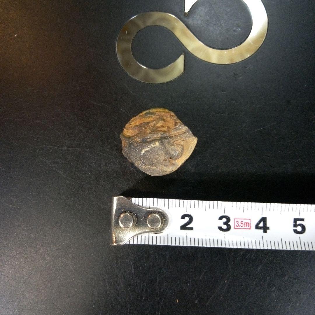 三葉虫　化石　fossil　ボリビア産　trilobite　Bolivia化石①