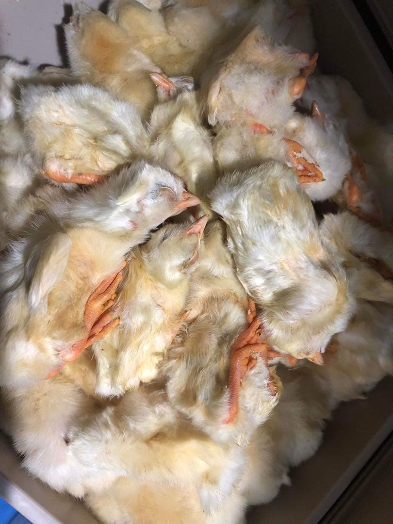 業界最安値‼️冷凍ヒヨコ400羽